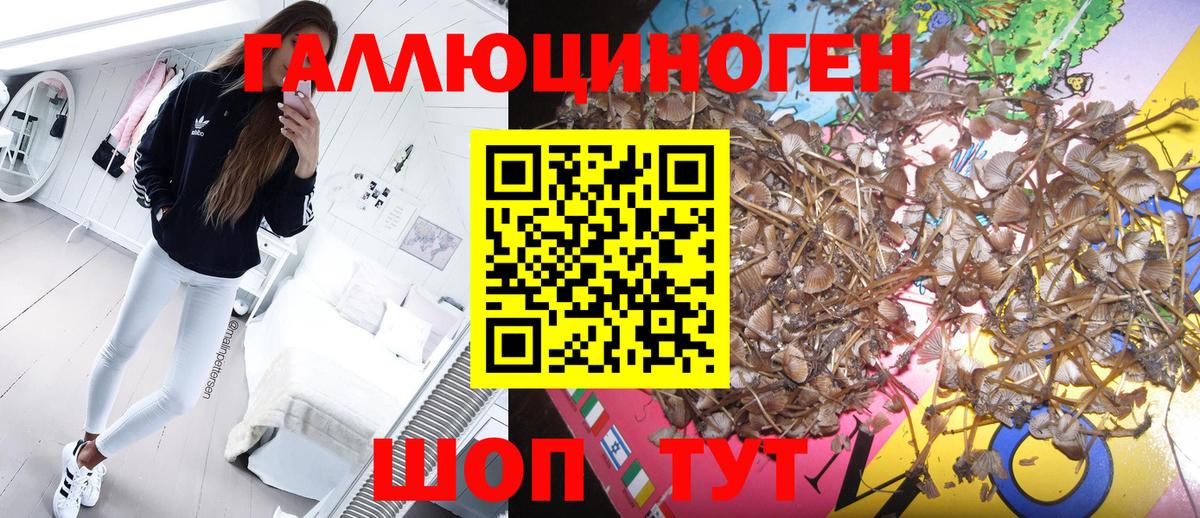 Псилоцибиновые грибы Psilocybine cubensis Ревда